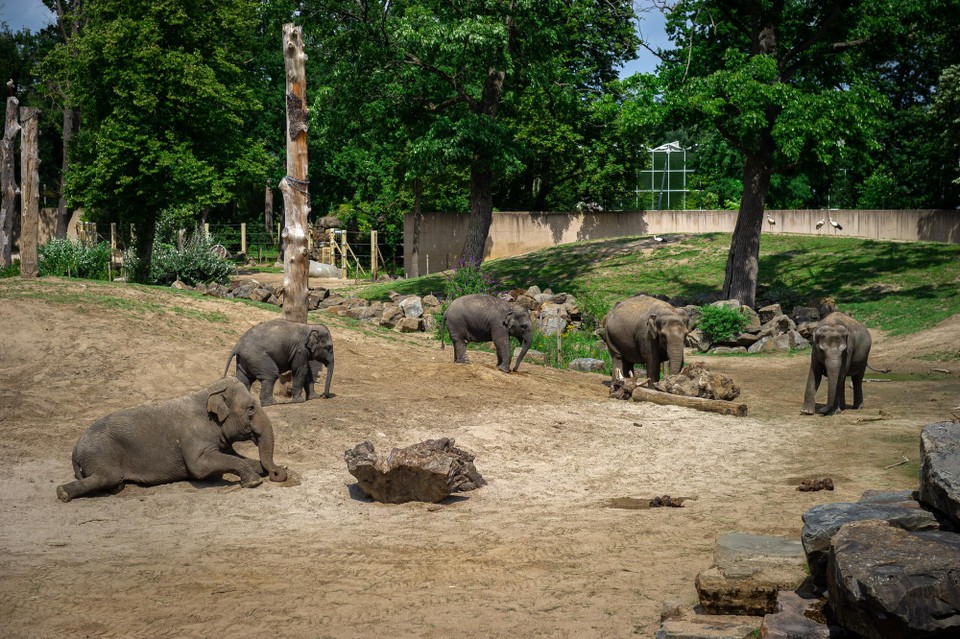 De olifantenkudde in Planckendael. 