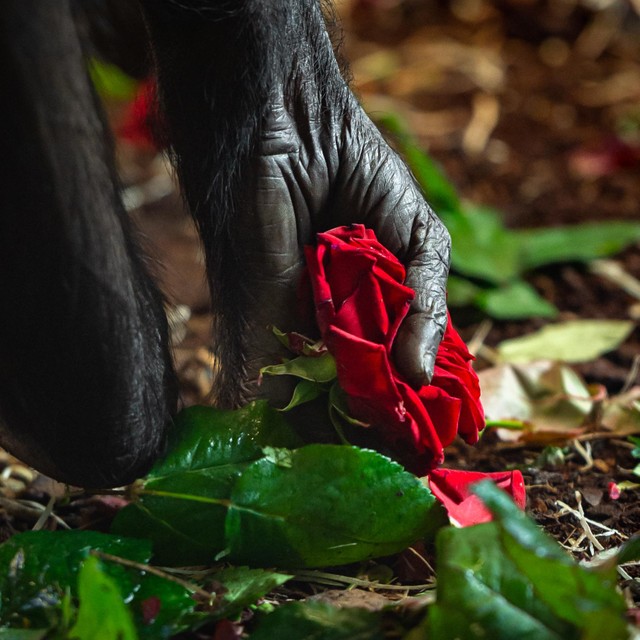 Rozen en -blaadjes voor de bonobo’s.  ZOO Planckendael