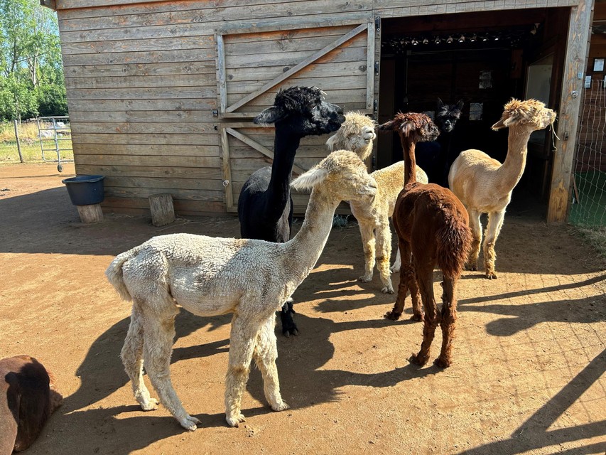 Tien alpaca’s dartelen dagelijks rond op de weide op de Trolieberg.