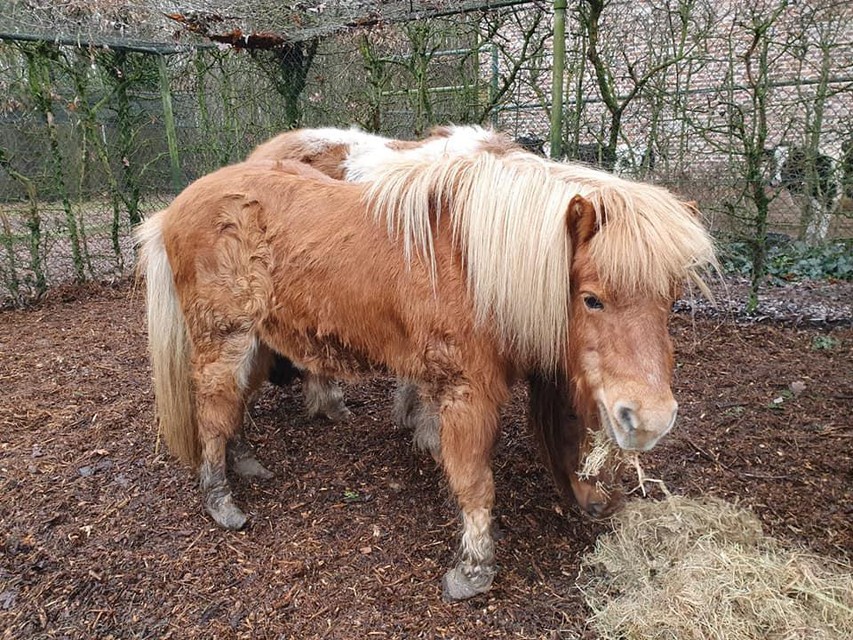 Zeug legaal Herhaald Twee verwaarloosde pony's in beslag genomen: “Eén pony haalt het wellicht  niet” | Het Nieuwsblad Mobile