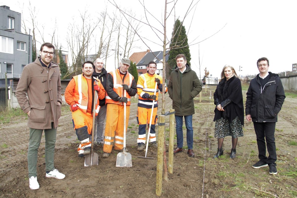 Onder het toeziend oog van een delegatie van het lokaal bestuur planten drie medewerkers van de groendienst de bomen aan op de site Frateur.