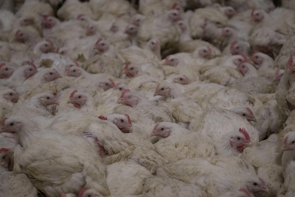 Vanaf 2026 verkoopt Colruyt enkel nog kippen die 40 procent meer plaats hebben dan deze. 