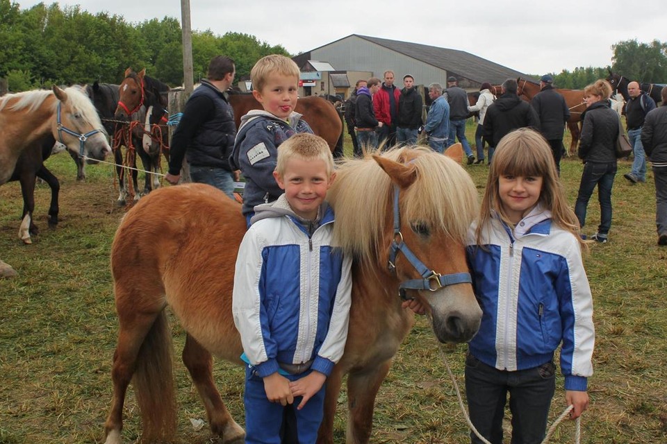 Supplement Proberen Oost Paarden en pony's kopen op paardenmarkt | Het Nieuwsblad Mobile