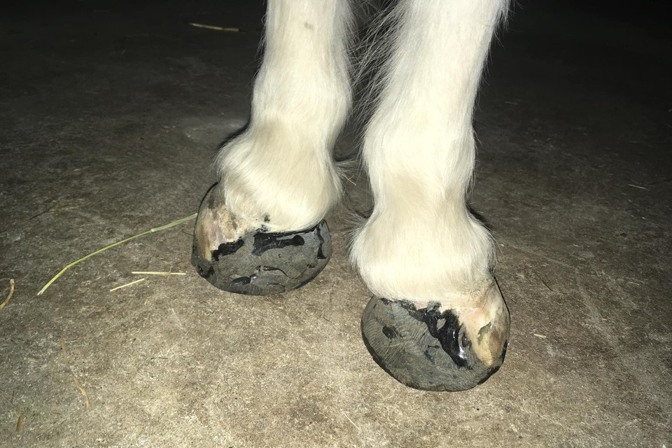 Peter en meter gezocht om orthopedische schoenen zwaar pony te sponsoren | Het Nieuwsblad Mobile