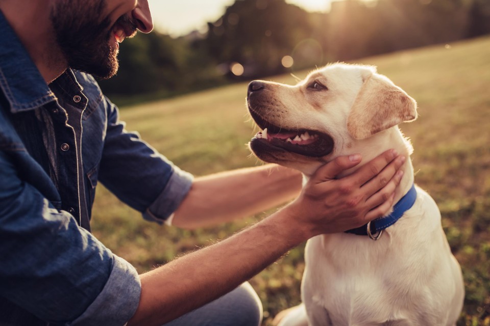 Contact met een hond heeft een positief effect op een aantal stressparameters. 