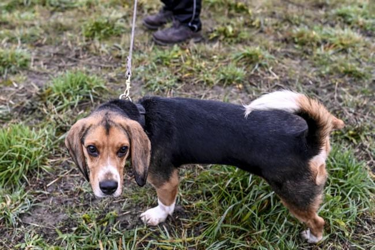 Meisje komt in sociale mediastorm nadat beelden opduiken waarin ze hond op  grond gooit (Maldegem) | Het Nieuwsblad Mobile