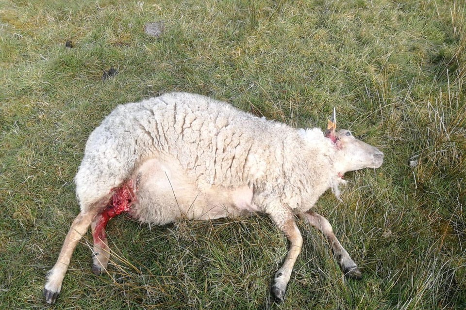 Drie schapen werden dood aangetroffen. Van de 22 andere ­gewonde dieren moesten er drie afgemaakt worden. 
