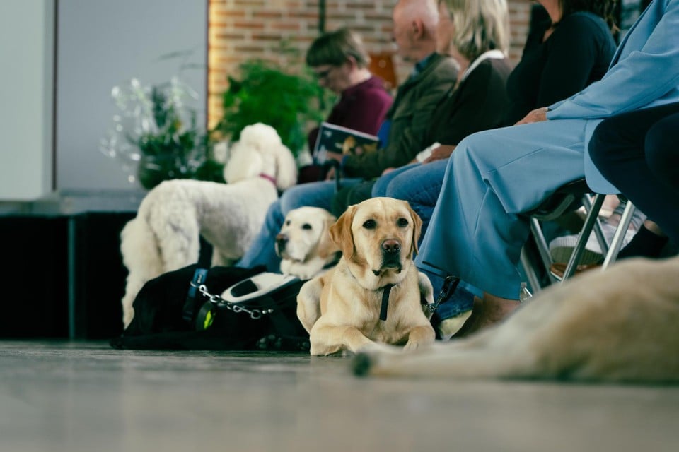 handing over 24 blindly guided dogs to their owner Copyright Raymond Lemmens