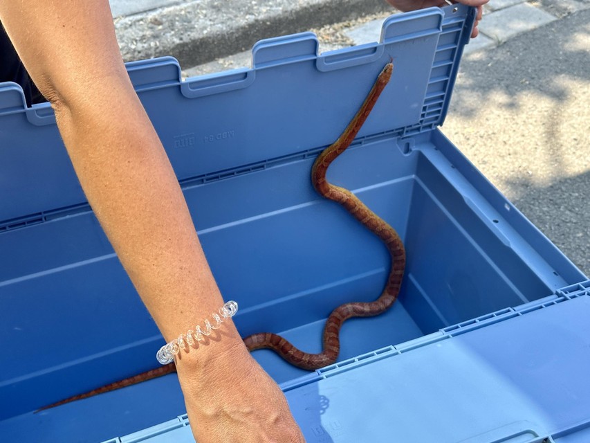 The snake was sent in a box.