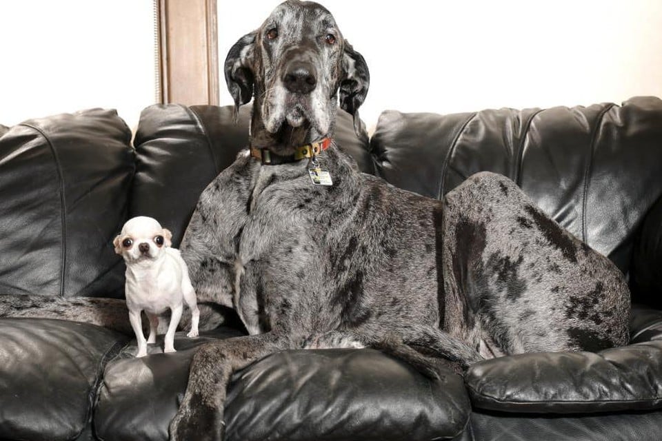 Grootste en kleinste hond ter wereld gaan samen op de foto | Het Nieuwsblad  Mobile