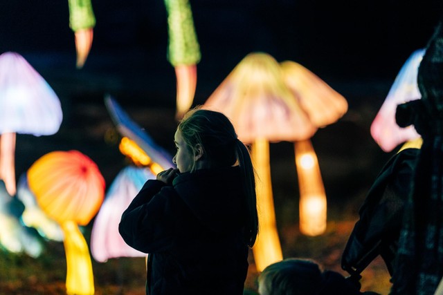 Chinees Lichtfestival Dragons Of The North Brengt Opnieuw Mythische ...