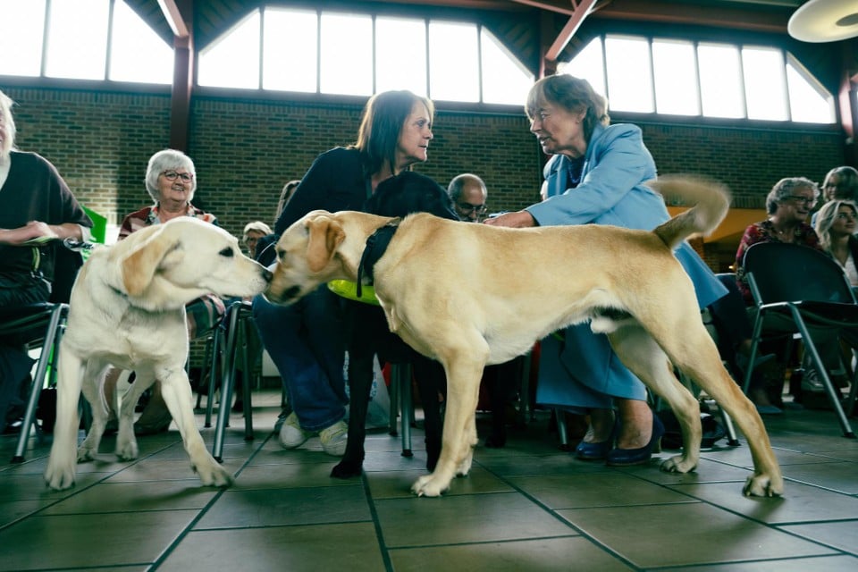 handing over 24 blindly guided dogs to their owner Copyright Raymond Lemmens