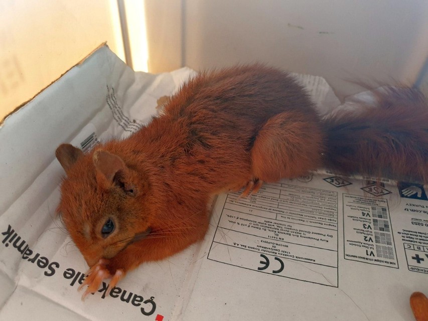 During the hot summer, there have been several calls for dehydrated animals, like this squirrel in Turnhout. 