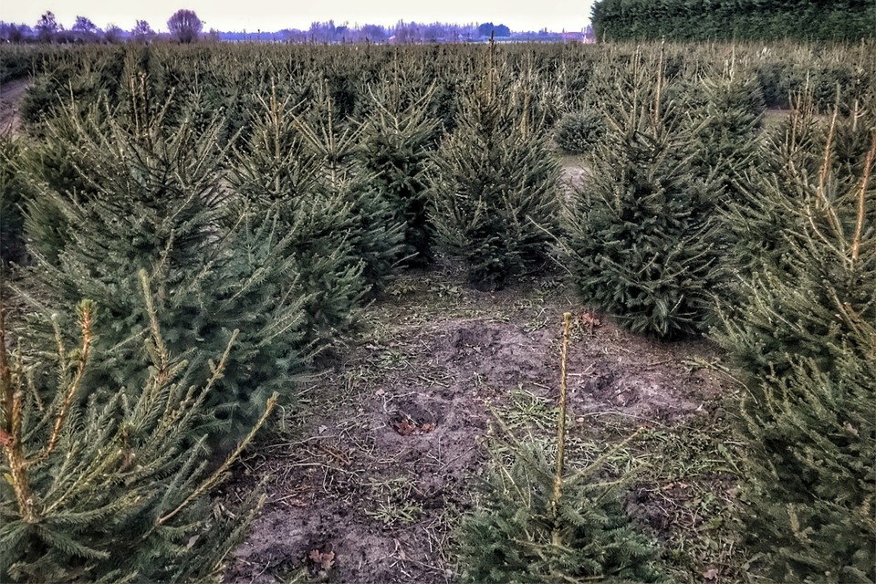 Hier vind je nog kerstboom voor minder 20 euro | Het Nieuwsblad Mobile
