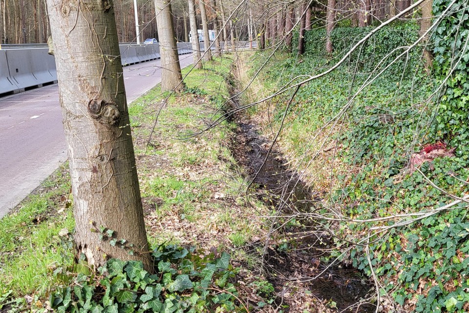 Het door Philippe Verschueren gefotografeerde en door anderen aan de kant gelegde kadaver van het doodgereden ree, bij de hoge betonnen buffer.