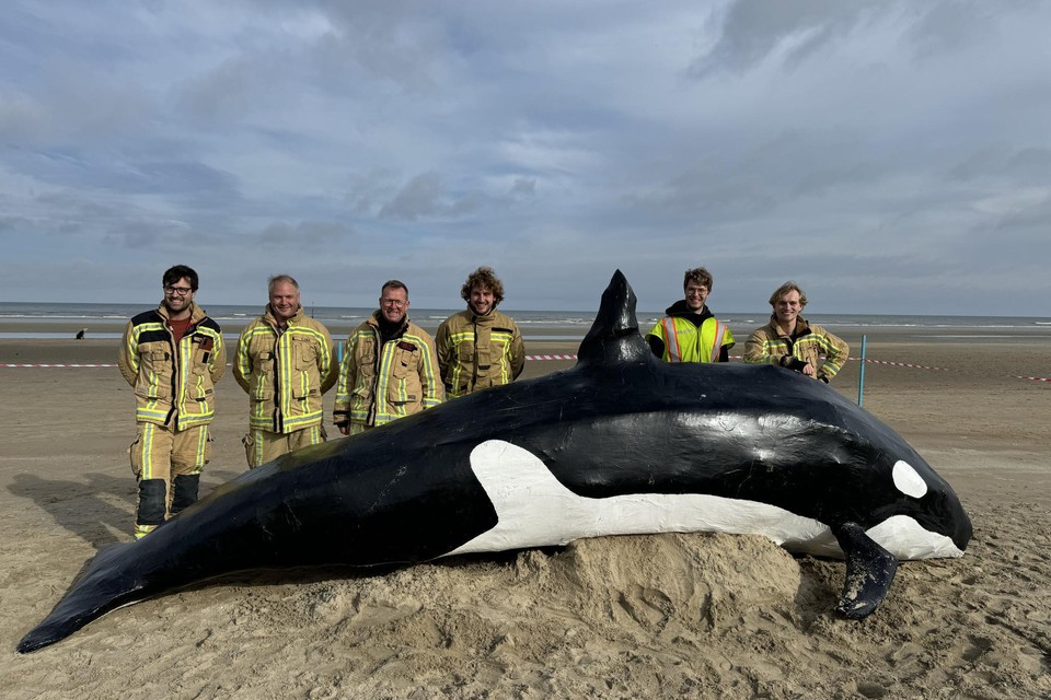 De orka op het strand.