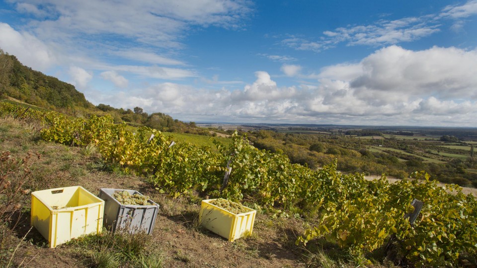 Met 97 ha is Côtes de Toul een van de kleinste Franse wijngebieden. 
