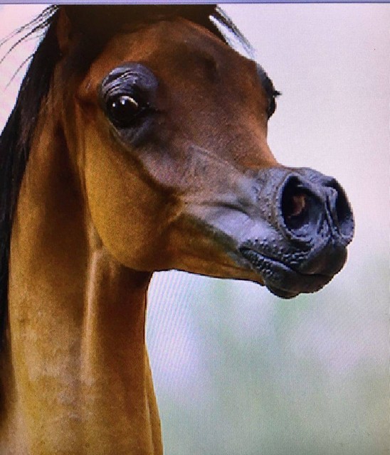Matig Monnik Middag eten Er worden paarden gefokt die op tekenfilmfiguurtjes lijken. En dat is een  erg kwalijke zaak | Het Nieuwsblad Mobile