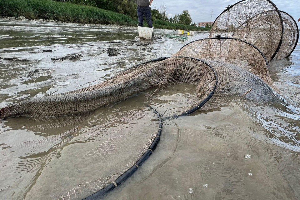 aanvulling zand keuken Natuurpunt strikt bijzondere vis in zijn netten: “Meerval van 1,20 meter en  15 kilogram” (Schelle) | Het Nieuwsblad Mobile