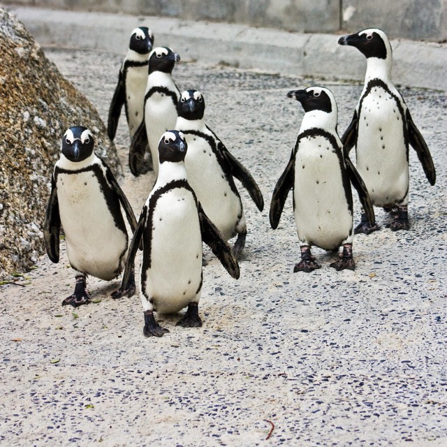 De zwartvoetpinguïns zijn voorlopig even verhuisd naar het perk van de buren. 