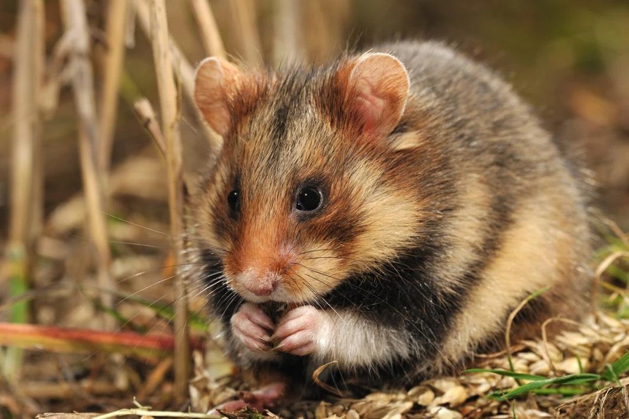 Soortbeschermingsplan hamster in Tongeren mist doel: 800.000 euro en toch uitgestorven (Tongeren) | Het Nieuwsblad Mobile