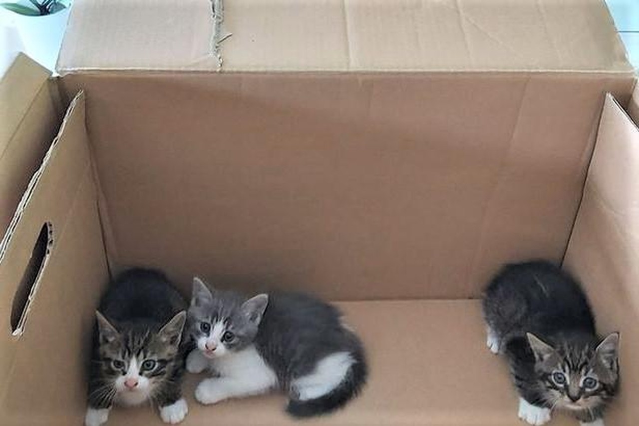 Aanzetten Burgerschap overzee Dierenopvangcentrum zoekt gastgezinnen voor massaal gedumpte kittens:  “Baasjes blijven hun verantwoordelijkheid ontlopen” | Het Nieuwsblad Mobile