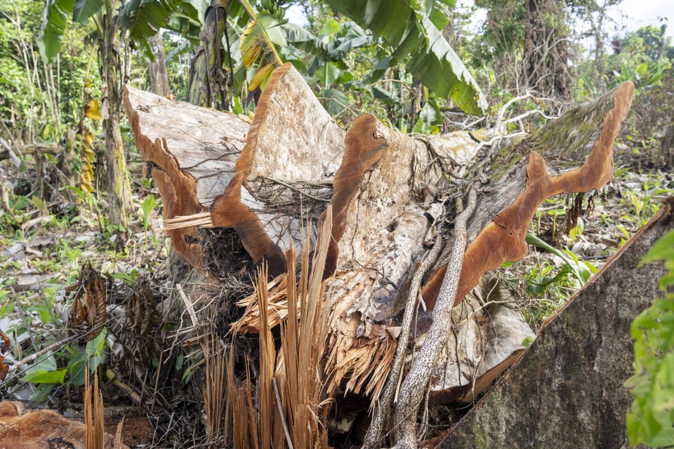 Een omgehakte boom in het regenwoud moet plaatsmaken voor een koffieplantage. Dit soort taferelen wil de EU nu vermijden. 