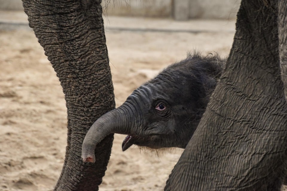 Elephant Born in Pairi Daiza
