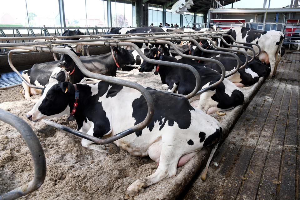 Een gelukkige koe betekent betere melk: koecomfort dankzij de strooiselboxen.
