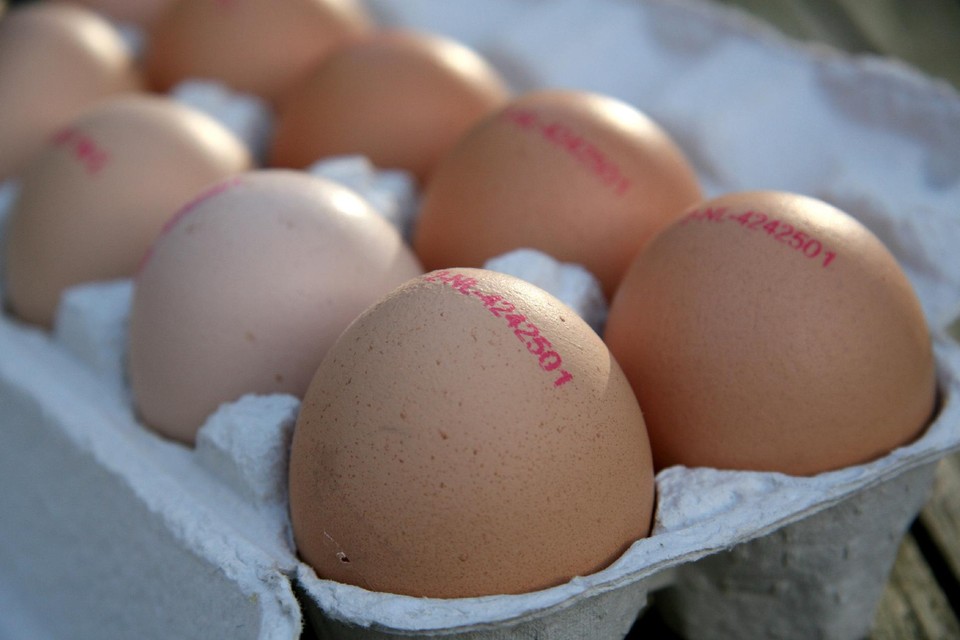links textuur Samuel Prijs eieren op recordhoogte door vogelgriep en energie- en voedingsprijzen  | Het Nieuwsblad Mobile