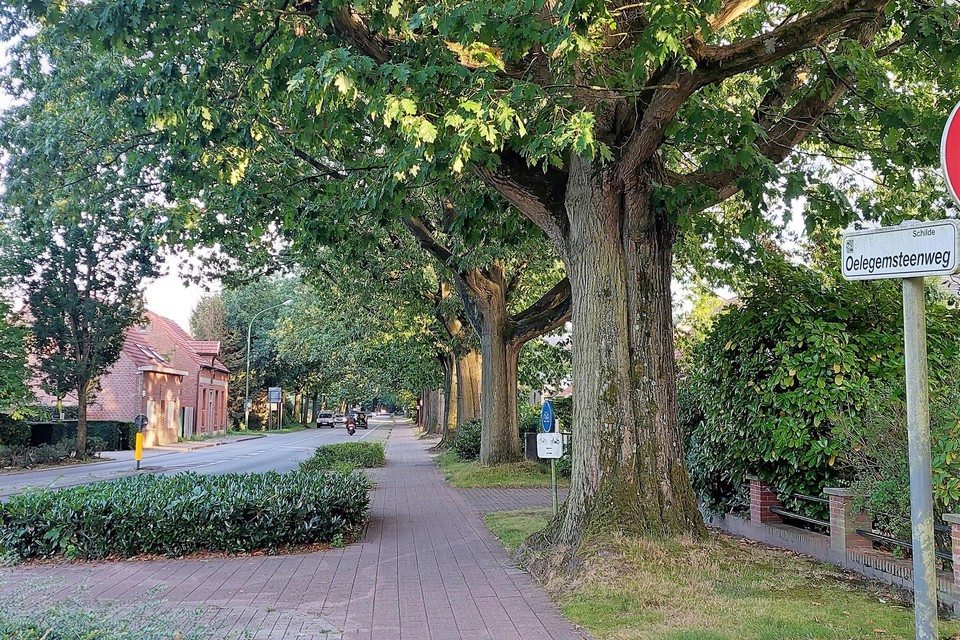 De Schoolstraat en Oelegemsteenweg en de bomen daar blijven de inzet van een strijd tussen voor- en tegenstanders van de kap ervan.