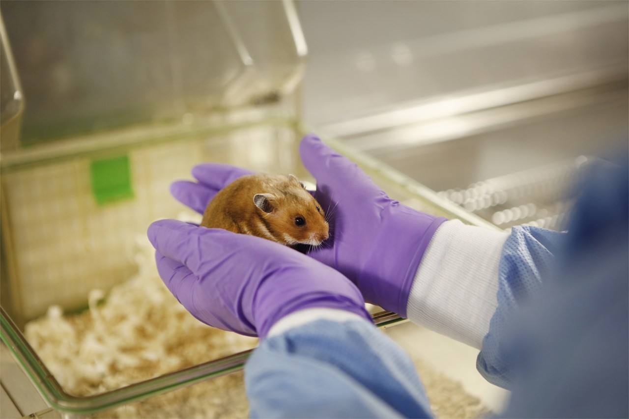 KU Leuven zoekt als een van de weinige ter wereld met hamsters naar vaccin:  “Nog geen enkele gestorven aan corona” | Het Nieuwsblad Mobile