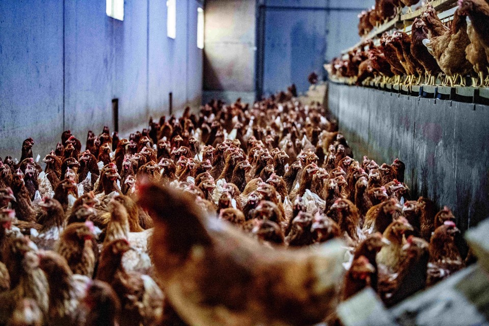 De vogelgriep kan zwaar toeslaan bij kippen en kalkoenen die in een kleine ruimte samenhokken. 