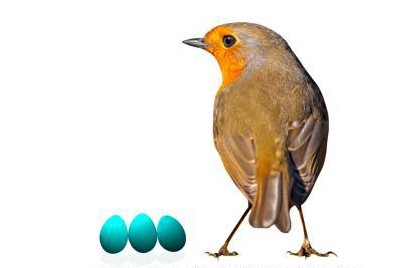 Rudyard Kipling doel roem Hoe weet je welk ei van welke vogel is? Onze dierendokter lijst de  verschillen op | Het Nieuwsblad Mobile
