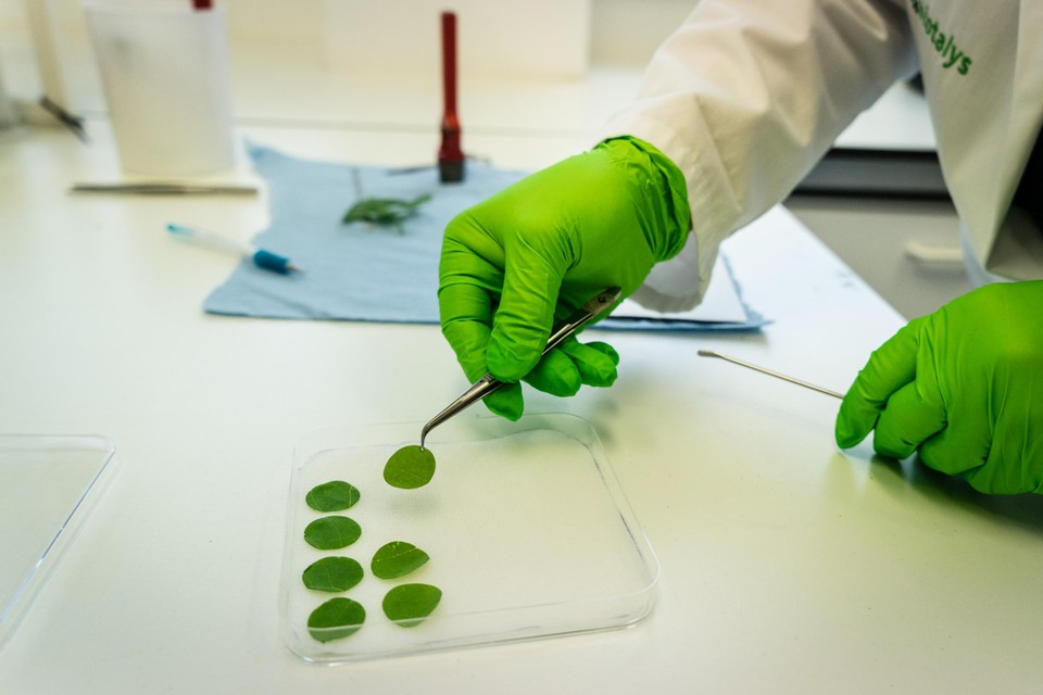 Bij Biotalys in Sint-Denijs-Westrem worden onder meer ‘biofungiciden’ gemaakt, om een verwekker van bladvlekkenziekte te bestrijden.