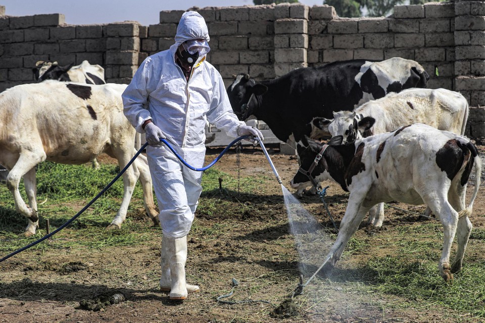 Un employé du département vétérinaire du ministère de la Santé désinfecte une ferme en Irak.