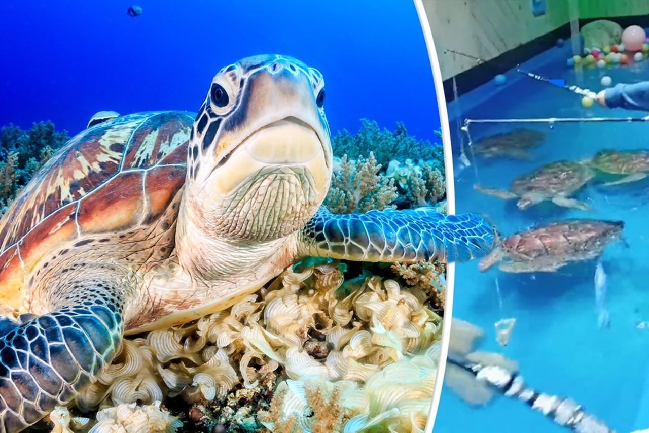 compact uitzetten complexiteit Vissen op bedreigde schildpadden: nieuwe “unieke ervaring voor kinderen” in  aquarium veroorzaakt ophef | Het Nieuwsblad Mobile