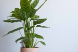 thumbnail: <P>Bloem met pot - D&M- vanaf 20 euro. wwww.shopdm.be</P>