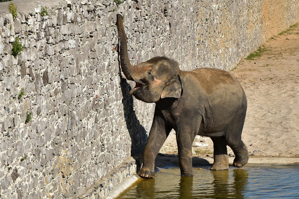 Pairi Daiza huisvest de grootste olifantenkudde van Europa. 