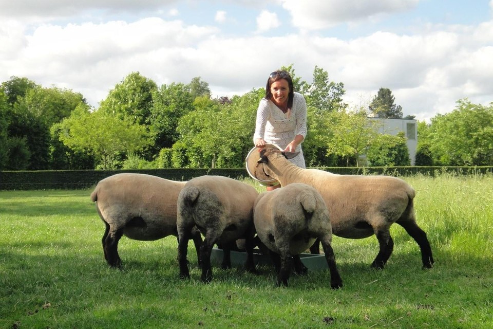 Burgemeester Agnes Lannoo-Van Wanseele bij haar stille ‘grasmachine’, enkele schapen. 