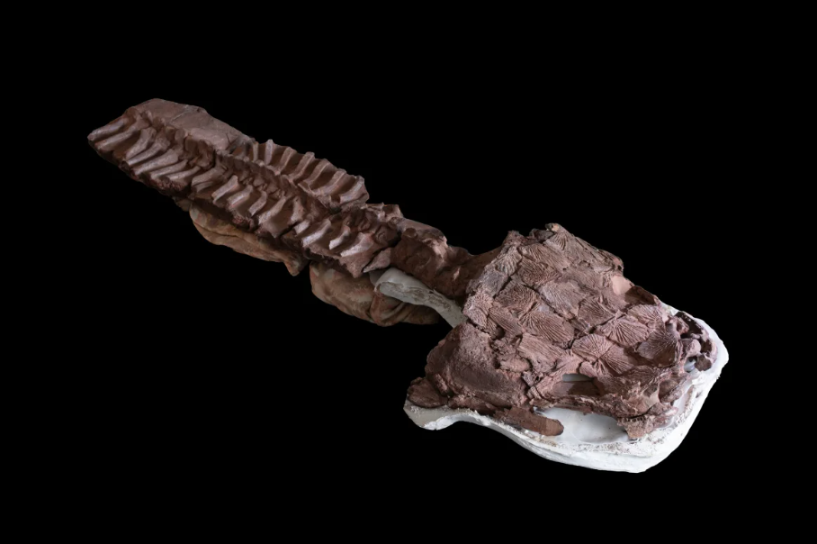 Big Salamander Fossil Discovery Predates Dinosaurs: New Findings Revealed