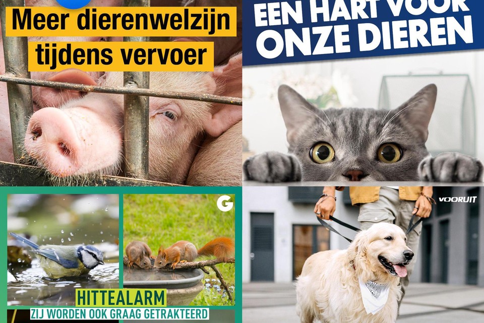 N-VA, Vlaams Belang, Groen en Vooruit: allemaal dierenvrienden. 