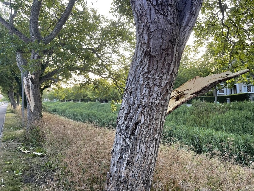 De twee beschadigde bomen moeten vervangen worden.