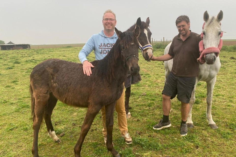 Vandals pouring gas in drinking bowl for horses: « I knew immediately that it was wrong » (Gingelom)