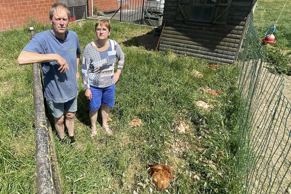 Chris Vandelanotte en Carine Boussemaere bij de weide, waar de meeste van hun kippen doodgebeten werden.