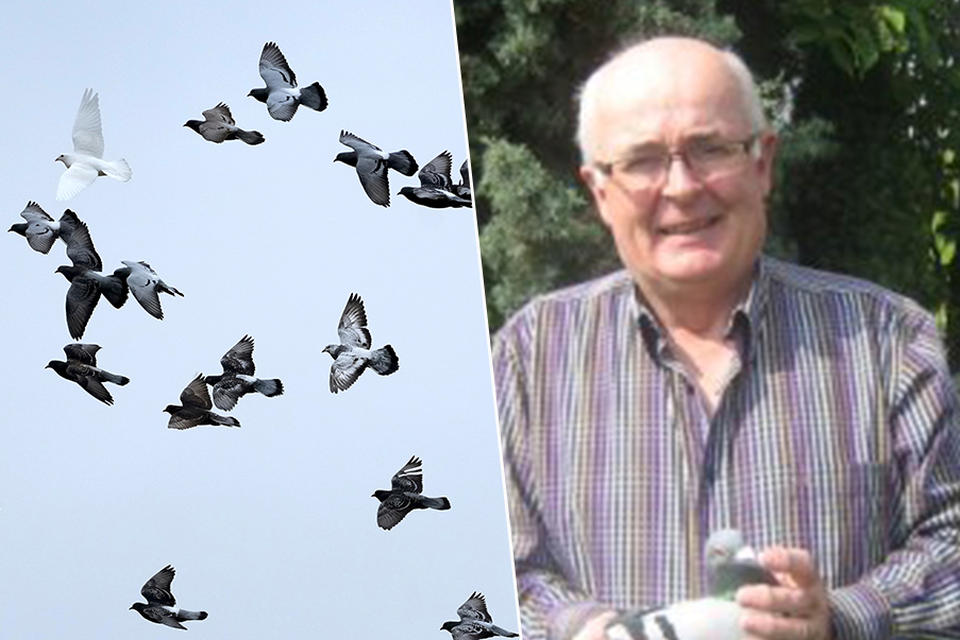 André Allemeersch kreeg dezelfde avond nog bericht dat zijn duiven teruggevonden waren in een tegengehouden auto in Nederland. Meestal worden gestolen duiven echter nooit teruggevonden. 