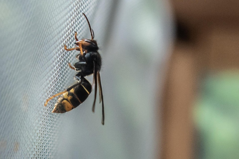 Number of nests Asian hornet in Flanders more than tripled
