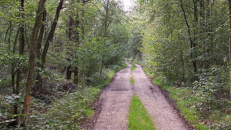 Samen met boswachter Ward trek je op wandelsafari in Sint-Martensheide. 