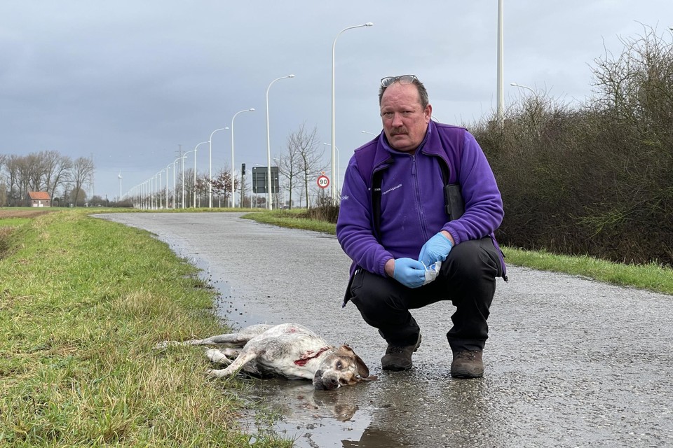Gemeenschapswacht Stefaan Nevejan kwam de gedumpte hond vaststellen op een landelijke zijweg van de Noorderring bij het Ieperse dorp Vlamertinge. 