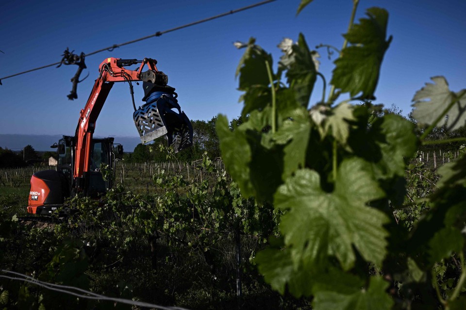 Een rooimachine stort zich op druivelaars in Bordeaux.